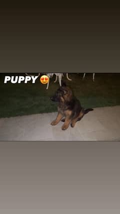 *TOP QUALITY GSD PUPPY AVAILABLE*