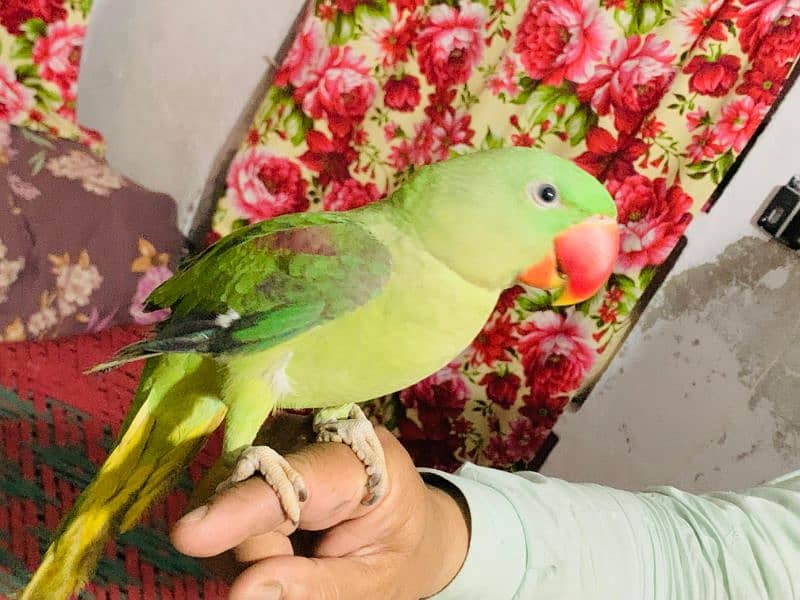 Raw parrot pair 13 months age 4