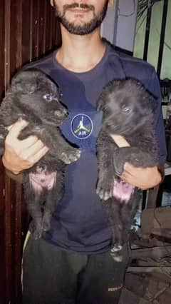 black shepherd puppies available for sale