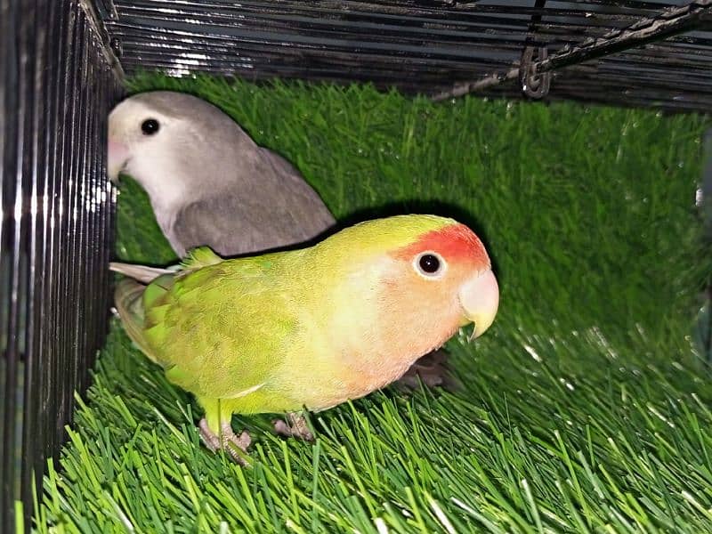 Love Bird Pair 0