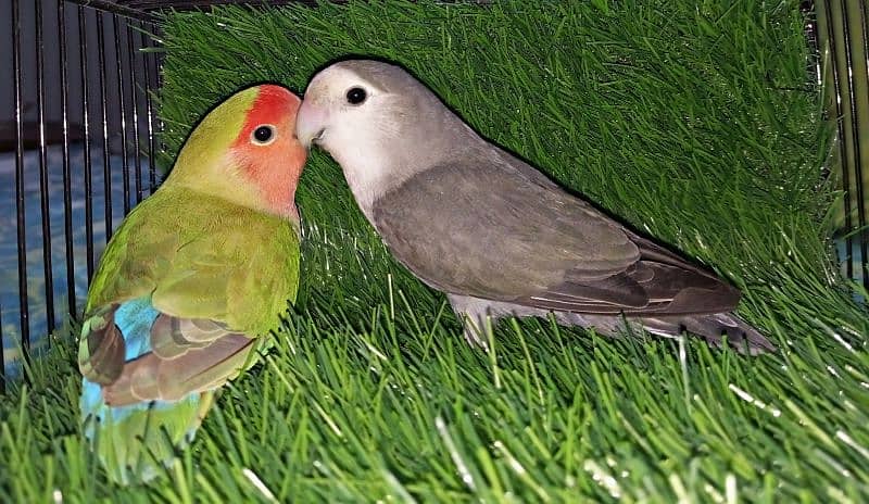 Love Bird Pair 1