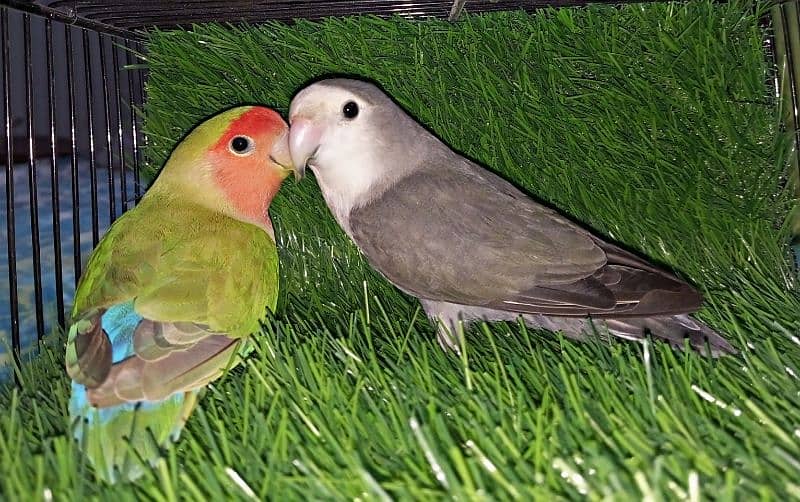 Love Bird Pair 2