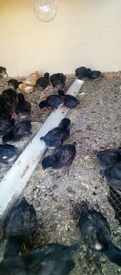 lohman Black chicks