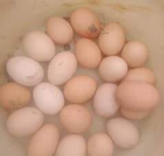 25 ruppy per eggs