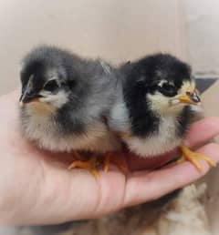 Chicks and egg laying hens Australorp