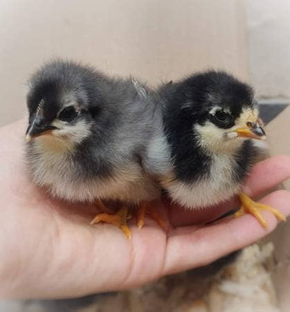 Chicks and egg laying hens Australorp 0