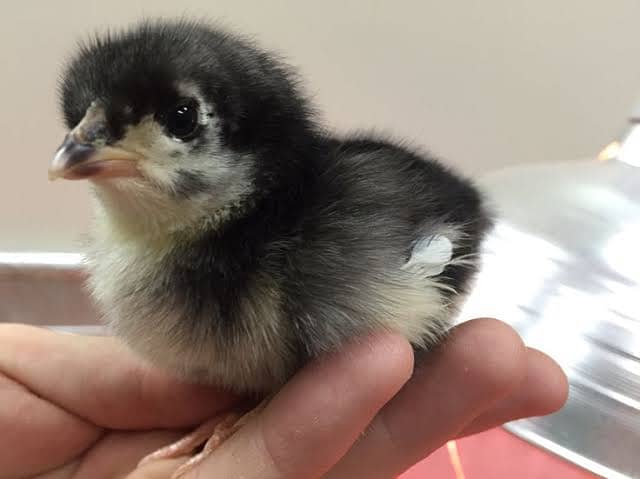 Chicks and egg laying hens Australorp 2