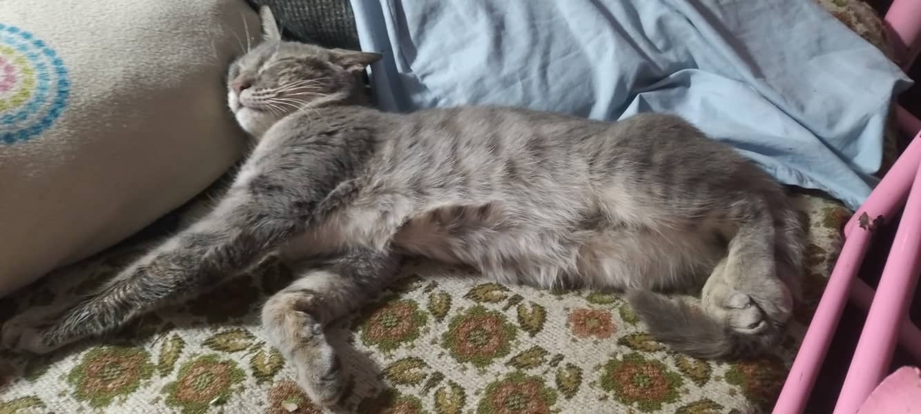 Persian Cat 3