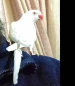 white ring neck female parrot 0