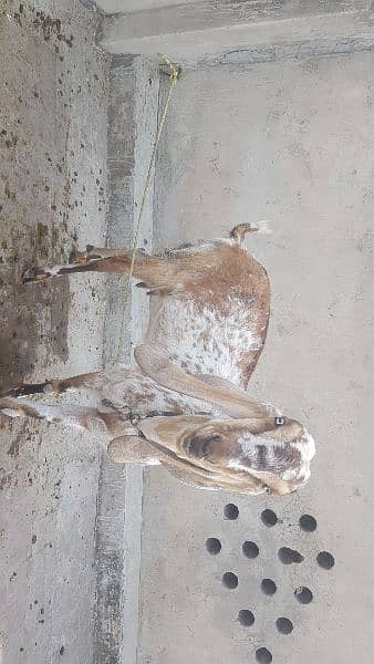 Umbarsari betal goat without baby 0