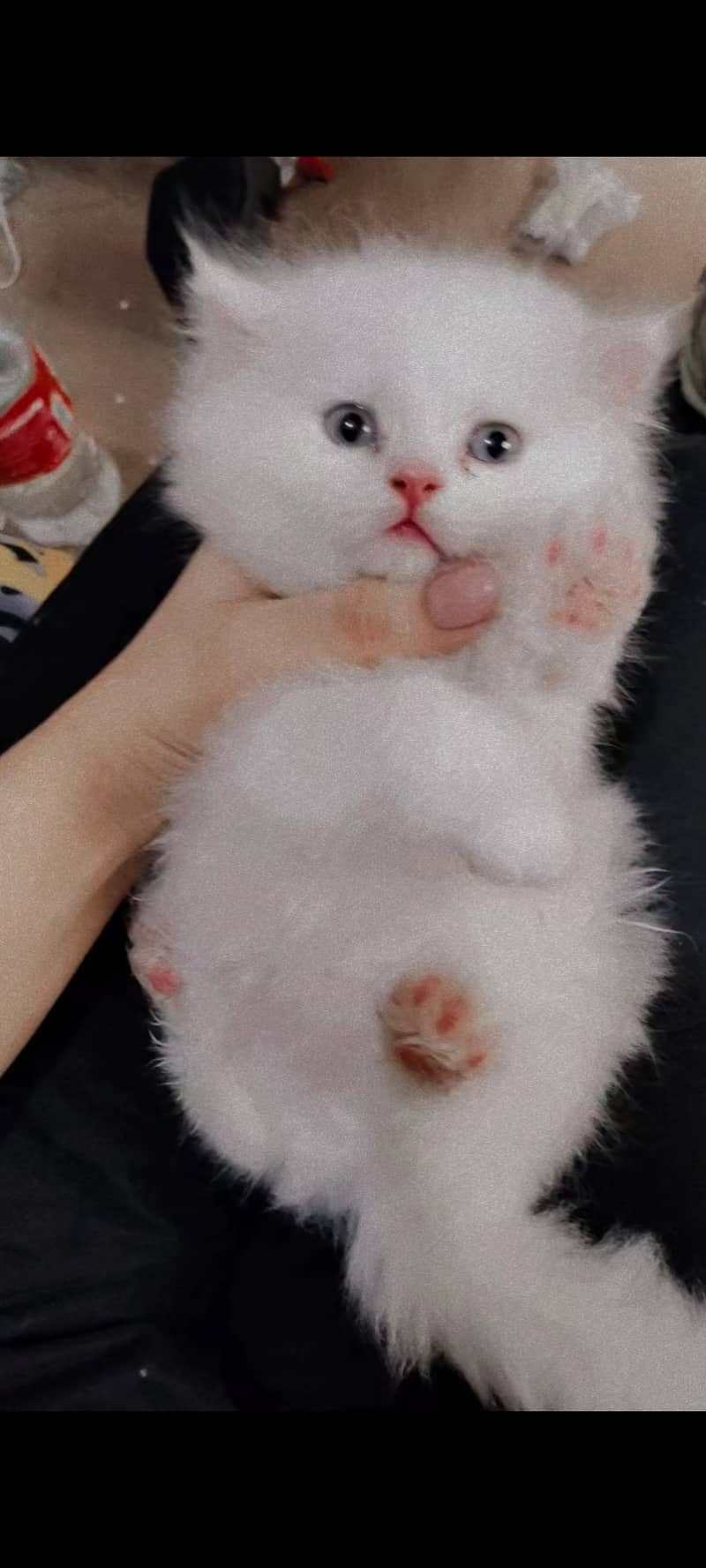 percian kitten baby 0