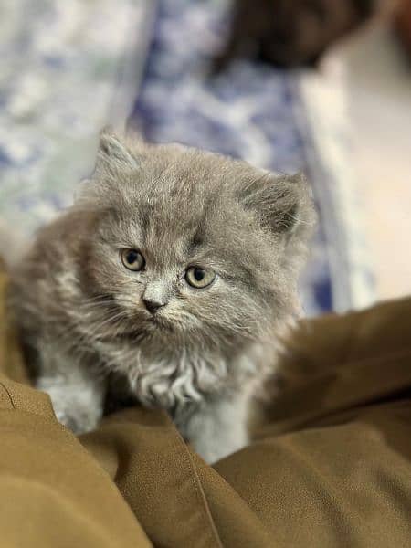 Persian Triple Coat cat 2male 1 female 1