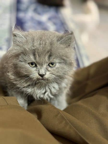 Persian Triple Coat cat 2male 1 female 1