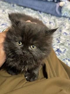 Black Persian Kitty - Amber Eyes Color - Fluffy Kitty