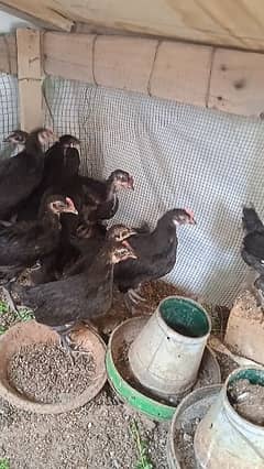 Austrolorp chicks age 3 months