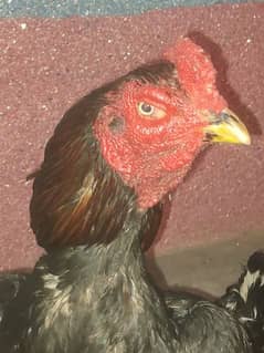 beautiful aseel cock urgent sale