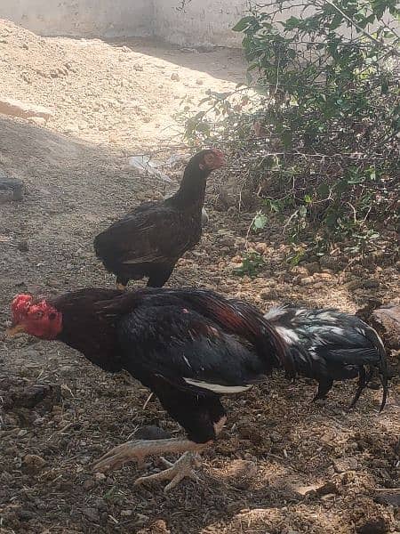 beautiful aseel cock urgent sale 1