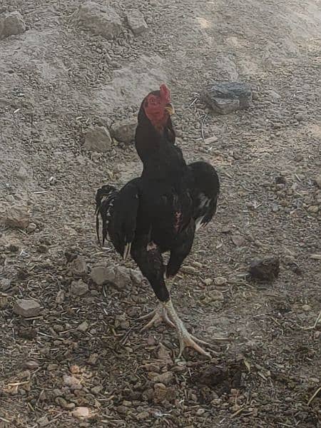 beautiful aseel cock urgent sale 3