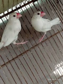 white java breeder  pair & chicks/pathay