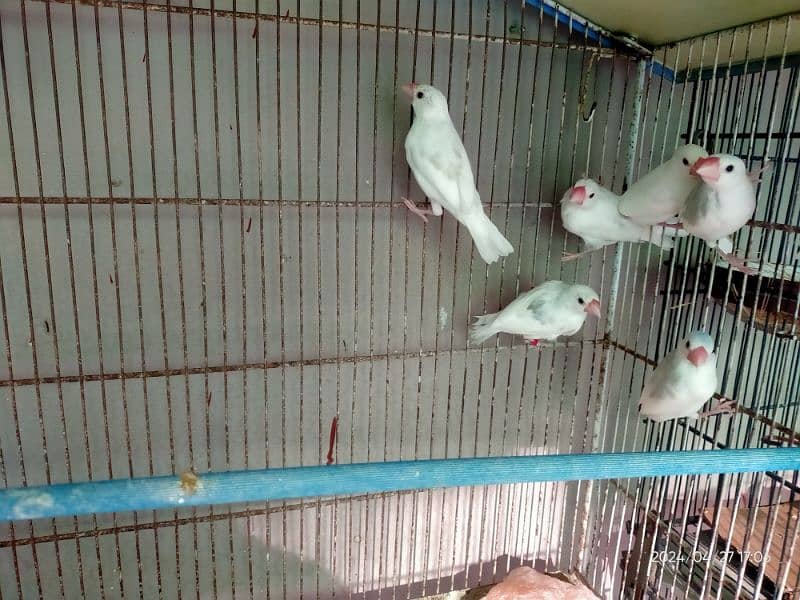 white java breeder  pair & chicks/pathay 1