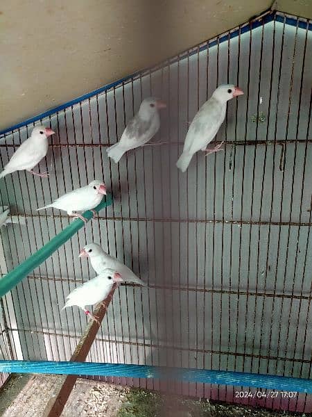 white java breeder  pair & chicks/pathay 2