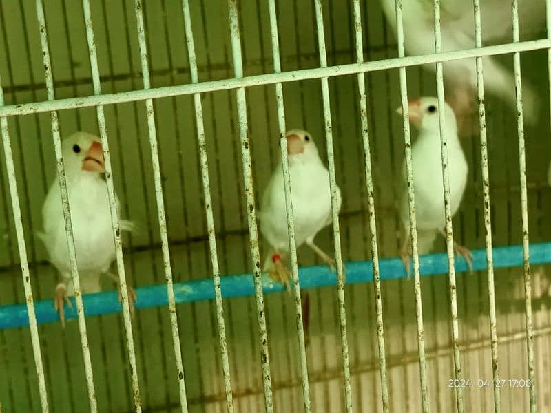 white java breeder  pair & chicks/pathay 3