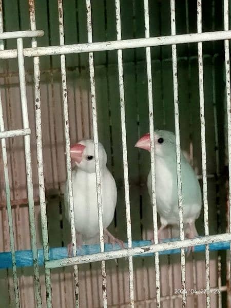 white java breeder  pair & chicks/pathay 4