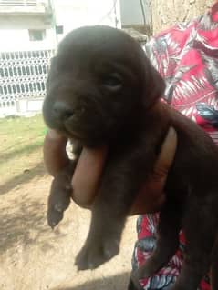 Chocolate brown male Labrador pup.