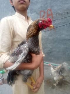 pure Sindhi high quality aseel male for sale strong long hight breed