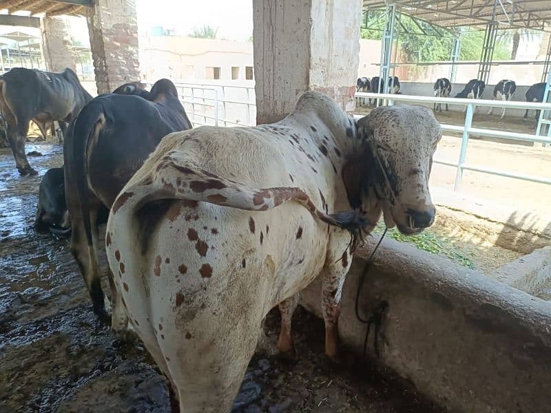 Bulls , wachy for Qurbani Eid 4