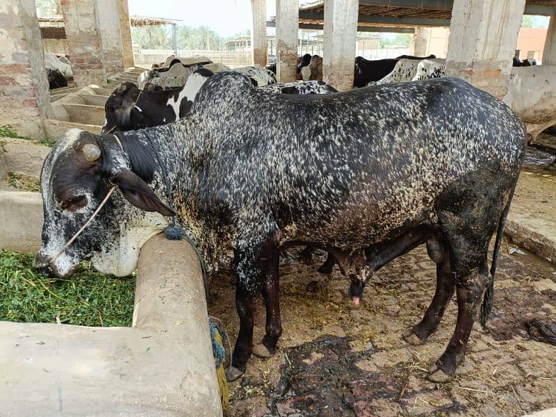 Bulls , wachy for Qurbani Eid 8