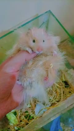 Syrian hamster triple coated