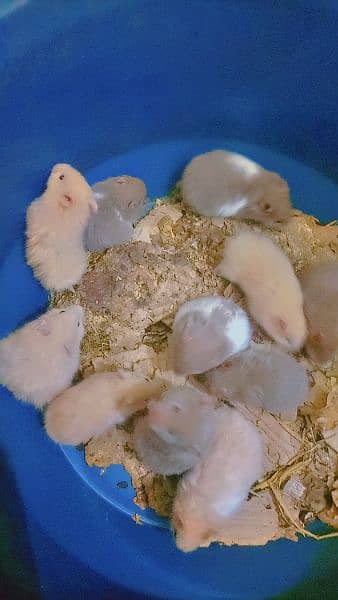 Syrian hamster triple coated 1