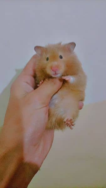 Syrian hamster triple coated 2