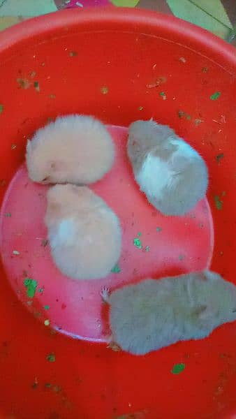 Syrian hamster triple coated 3