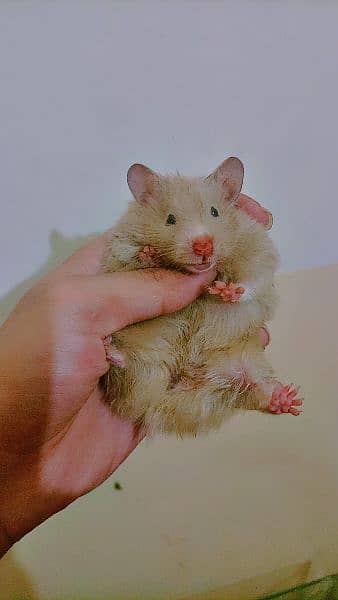 Syrian hamster triple coated 4