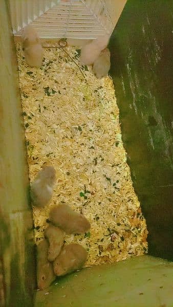 Syrian hamster triple coated 7