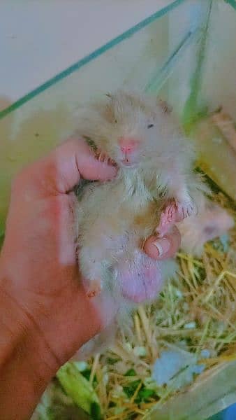 Syrian hamster triple coated 8