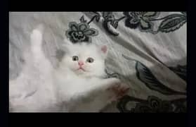 persian cat pair 2 bacha han double shad eye