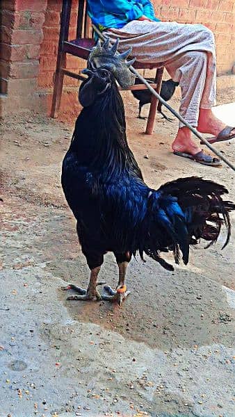 Ayam Cemani Full High Quality Eggs available it's my home breed, 0