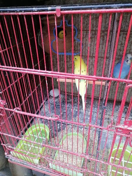 cocktail, king budgie, hogo, budgie, red eye 4