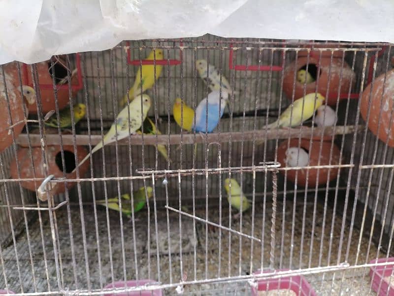 cocktail, king budgie, hogo, budgie, red eye 6