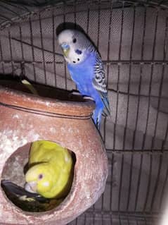 budgie parrots for sale