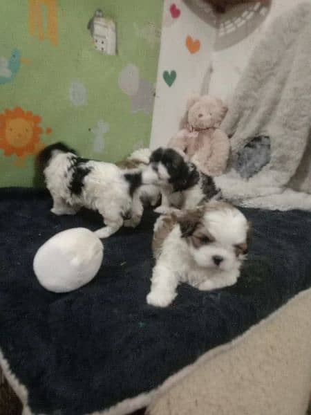 outstanding shihtzu male puppies 3
