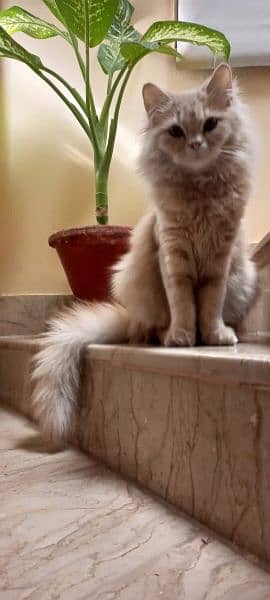 Male Persian Cat 1