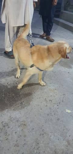 labrador dog for sale