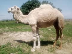 camel for sale. . . donda . . . . best for qurbani