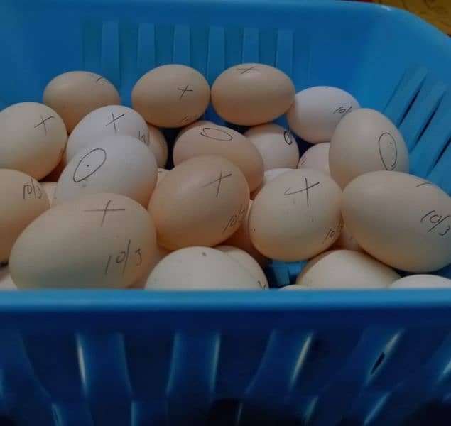 Australorp Fertile eggs for sale. 0