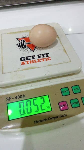 Australorp Fertile eggs for sale. 1