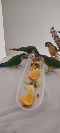 yellow sided Red Factor Conure